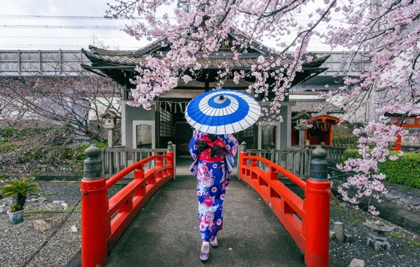 Bridge, cherry, Japanese, spring, umbrella, Japan, Sakura, Japan