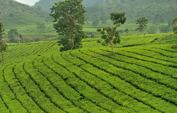 Greens, tea, island, the bushes, tea, Java, plantation tea, Java