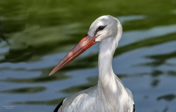 Water, eyes, bird, stork