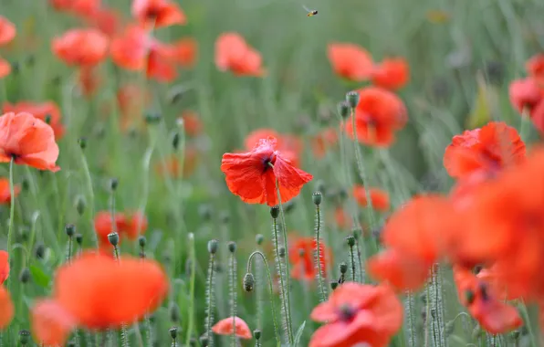 Field, flowers, Maki, meadow