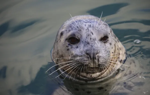 Picture mustache, face, water, seal