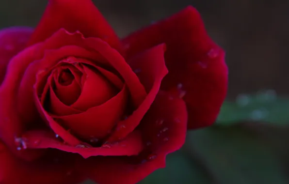 Flower, macro, rose, bright