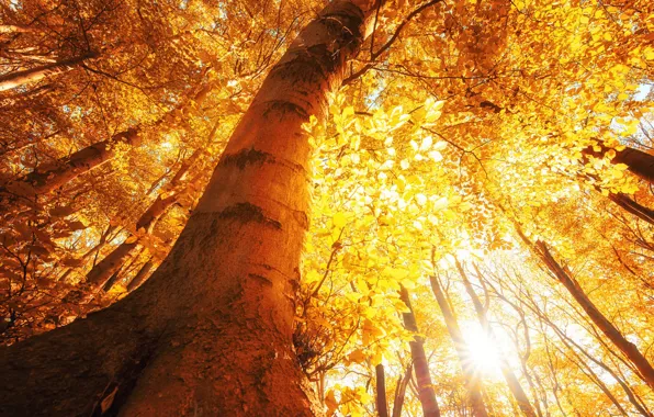 Picture autumn, light, trees