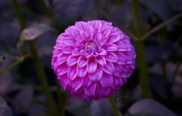 Flower, leaves, macro, background, lilac, Dahlia
