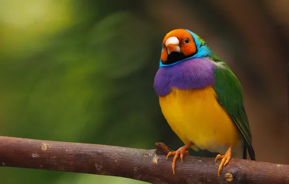 Branches, background, bird, Gulidova amadina