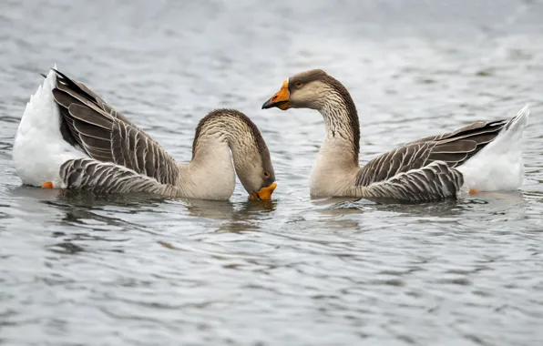 Bathing, pond, goose, geese