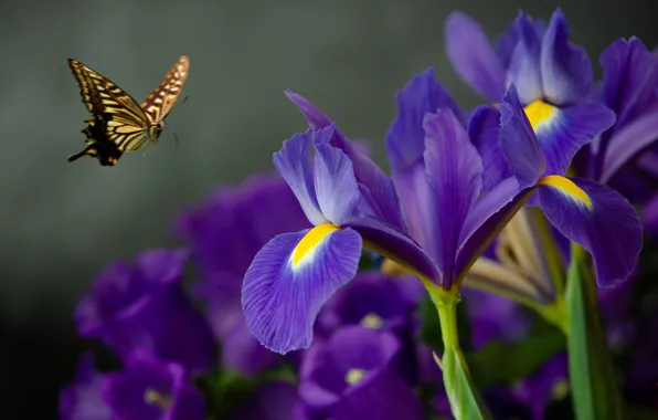 Butterfly, irises, bokeh