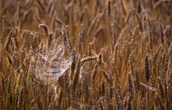 Picture summer, web, ears