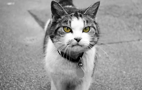 Picture cat, cat, animal, street, medallion, collar