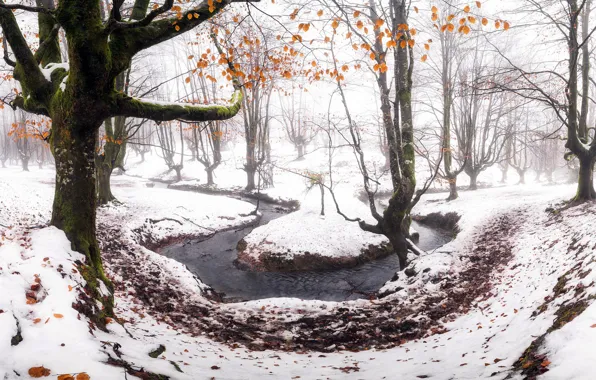 Picture forest, snow, river