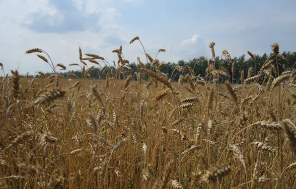 Field, summer, harvest, ears