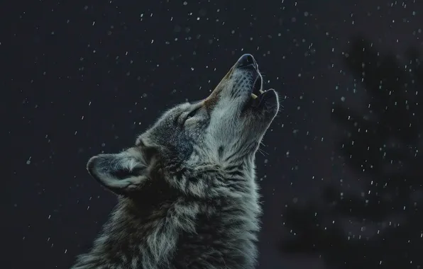 Picture nature, snow, predator, face, animal, wolf, wildlife, portrait