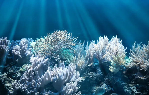 Fish, the bottom, corals, underwater world, rays of light