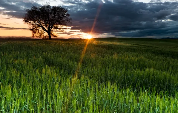 Picture field, the sky, the sun, rays, nature, tree