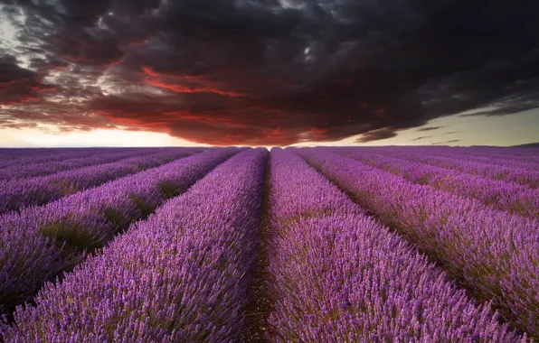 Field, clouds, nature, overcast, lavender