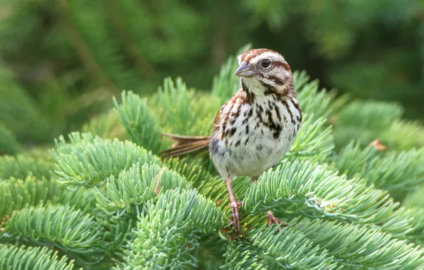 Bird, Branches, Spruce
