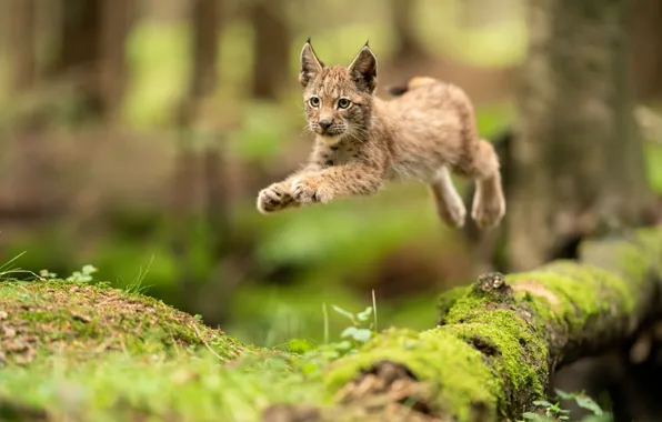 Forest, pose, jump, log, lynx, a small lynx