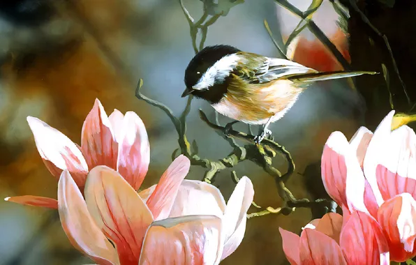 Bird, bird, Magnolia, tit