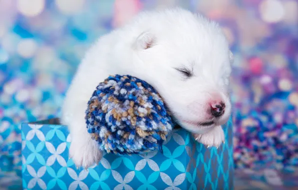 White, pose, box, sleep, dog, baby, muzzle, sleeping