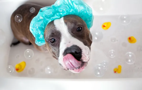 Look, dog, bath