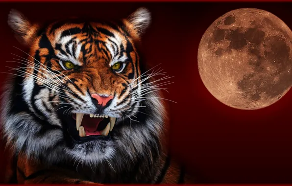 Picture night, tiger, the moon