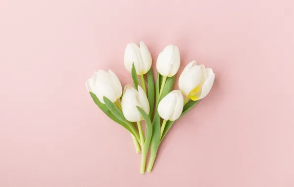 White, flowers, Tulips, buds, pink background