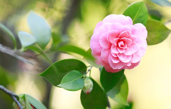 Picture leaves, flowers, branches, blur, pink, green background, bokeh, Camellia