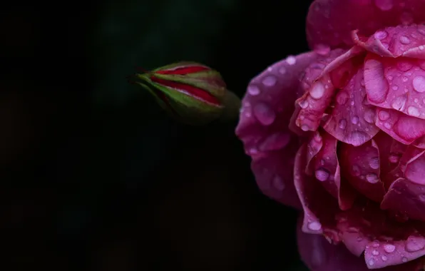 Flower, drops, macro, pink, rose, petals, Bud, black background