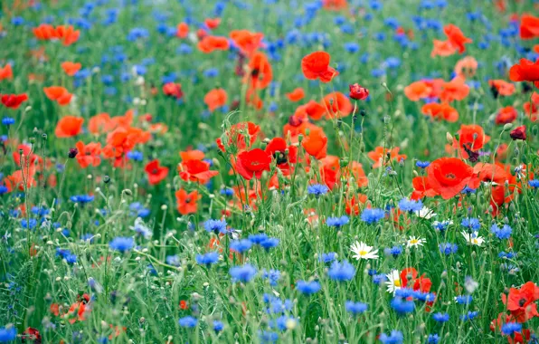 Summer, flowers, Maki, chamomile, meadow, blue, red, field