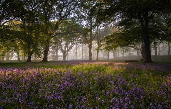 Forest, flowers, nature, morning