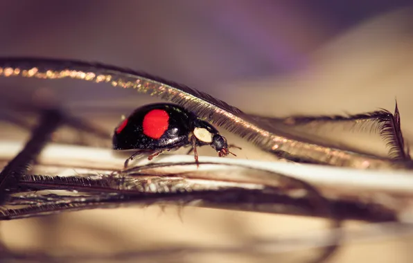 Ladybug, feathers, bokeh