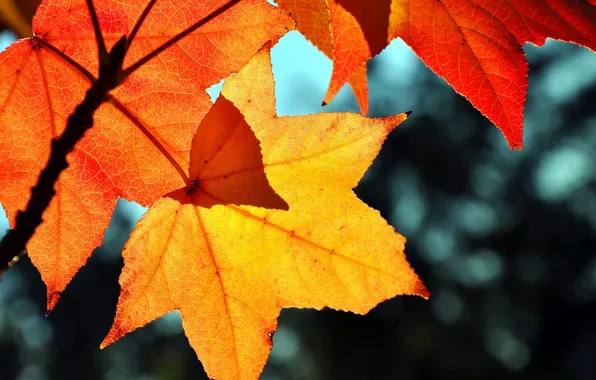 Leaves, glare, yellow, red, maple