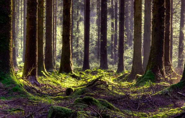 Forest, branches, nature, trunks, moss