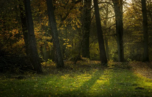 Trees, Forest, Meadow