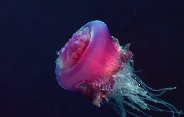 Picture Jellyfish, nature, water, animal, fish, jelly