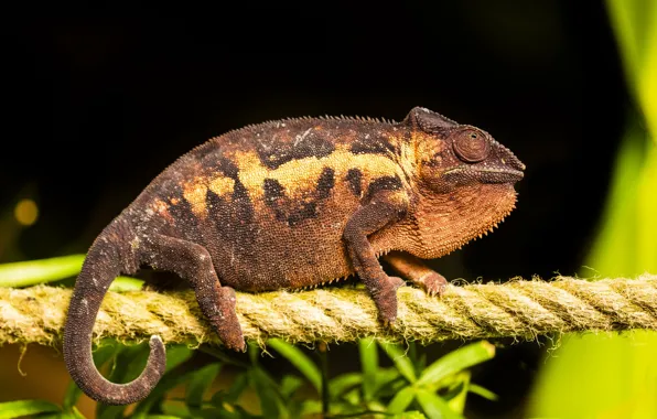 Chameleon, rope, rope, black background, twine, reptile