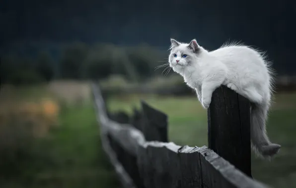 Field, cat, cat, nature, pose, kitty, the fence, post