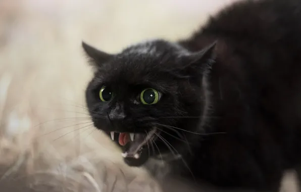 Picture cat, mouth, beast