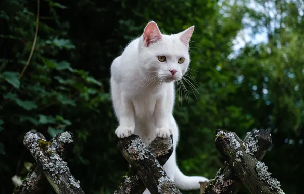 Cat, cat, foliage, the fence, white, logs