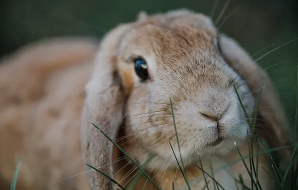 Picture grass, look, rabbit, face