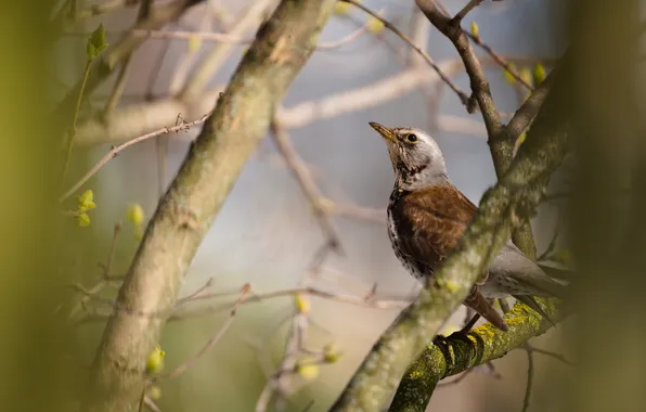 Branches, bird, bokeh, A Fieldfare, Lazhansky Rufat, sitting on a tree trunk