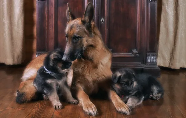 Family, puppies, mom, German shepherd