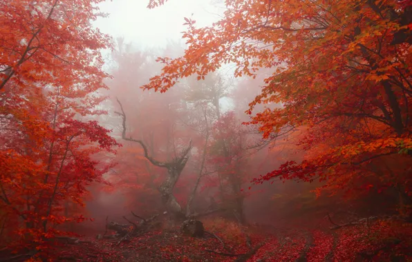 Picture autumn, forest, leaves, trees, fog, Park, red, forest