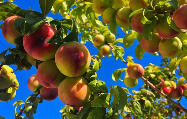 Picture summer, fruit, peaches