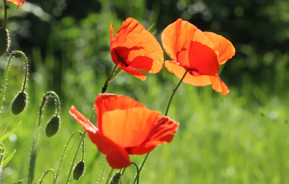 Picture red, poppy, blooming