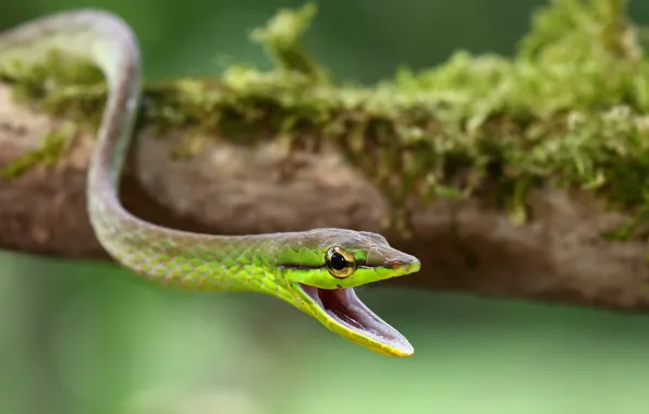 Picture nature, moss, snake, log