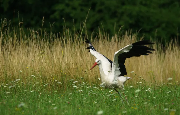 Picture grass, flowers, bird, glade, wings, stork, stroke
