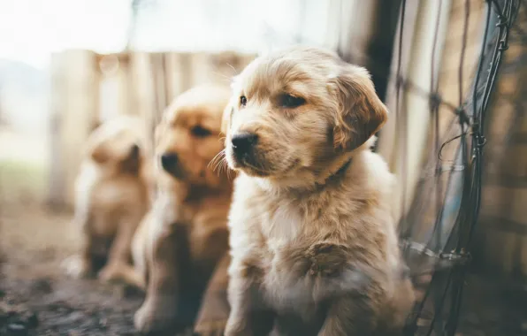Picture puppies, fluffy, bokeh, Puppies