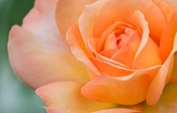 Macro, close-up, rose, orange, petals