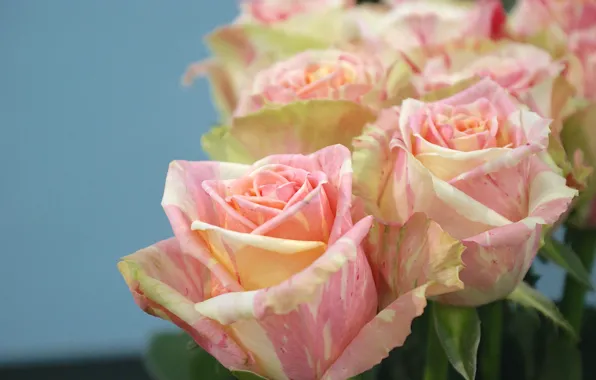 Macro, roses, bouquet, buds